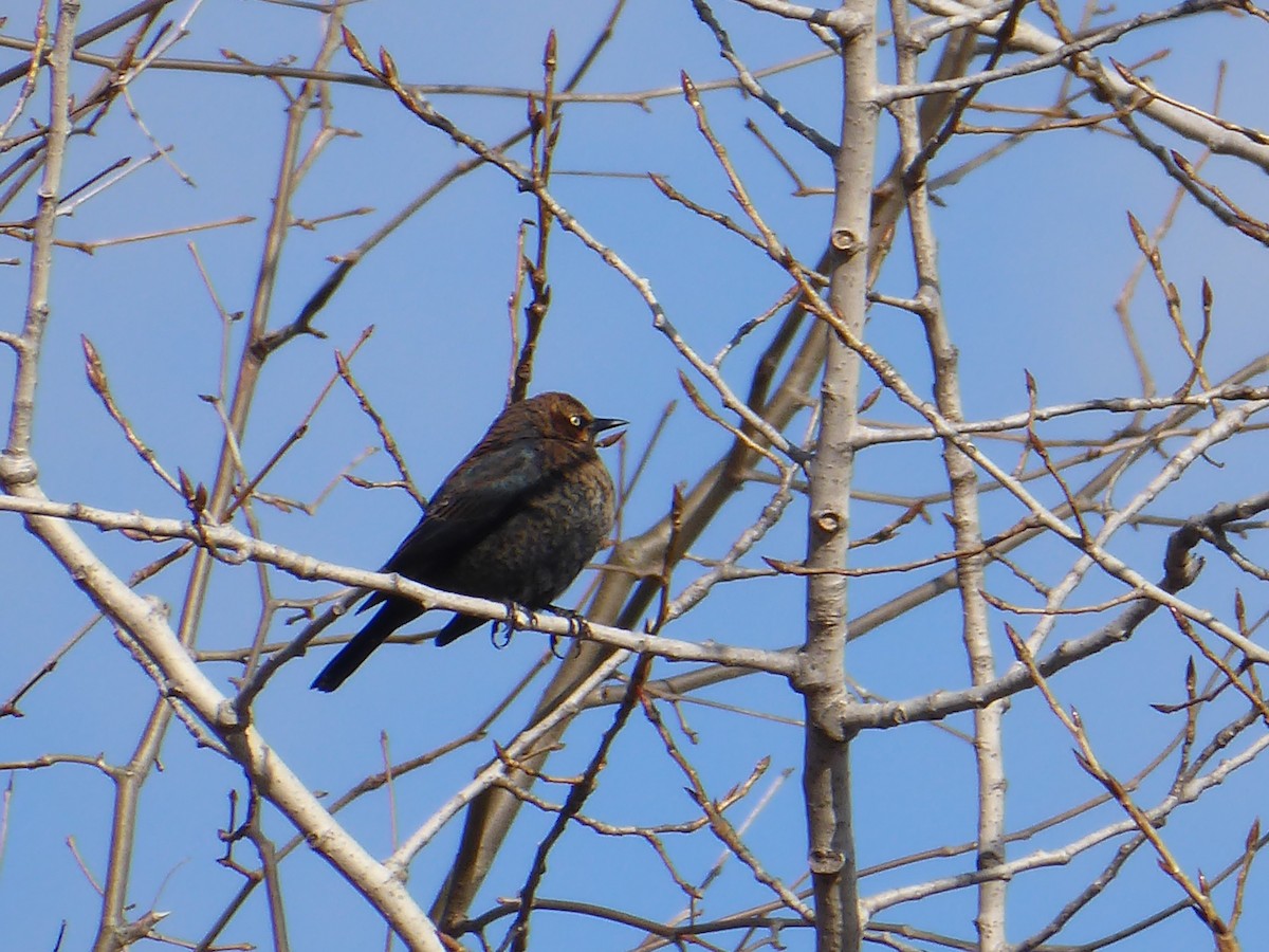 Rusty Blackbird - ML646091219