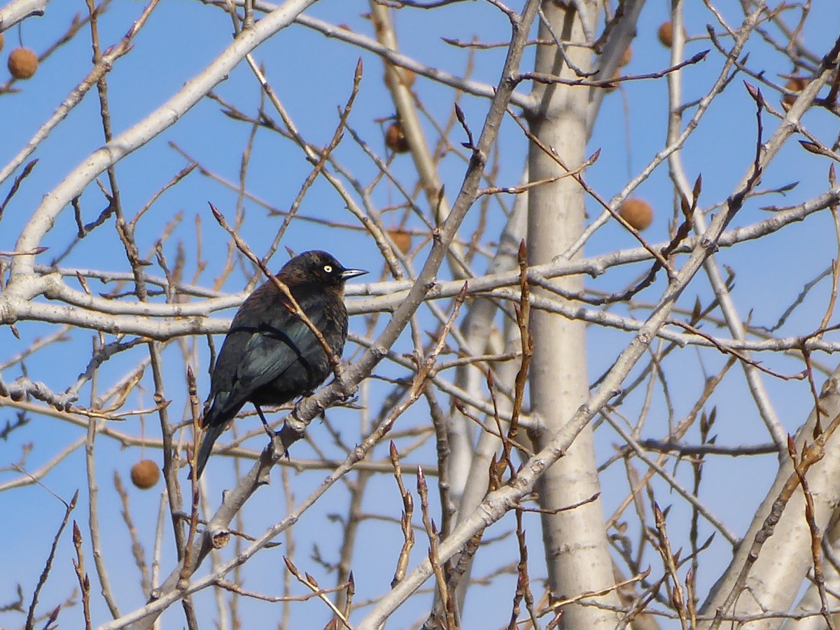 Rusty Blackbird - ML646091222