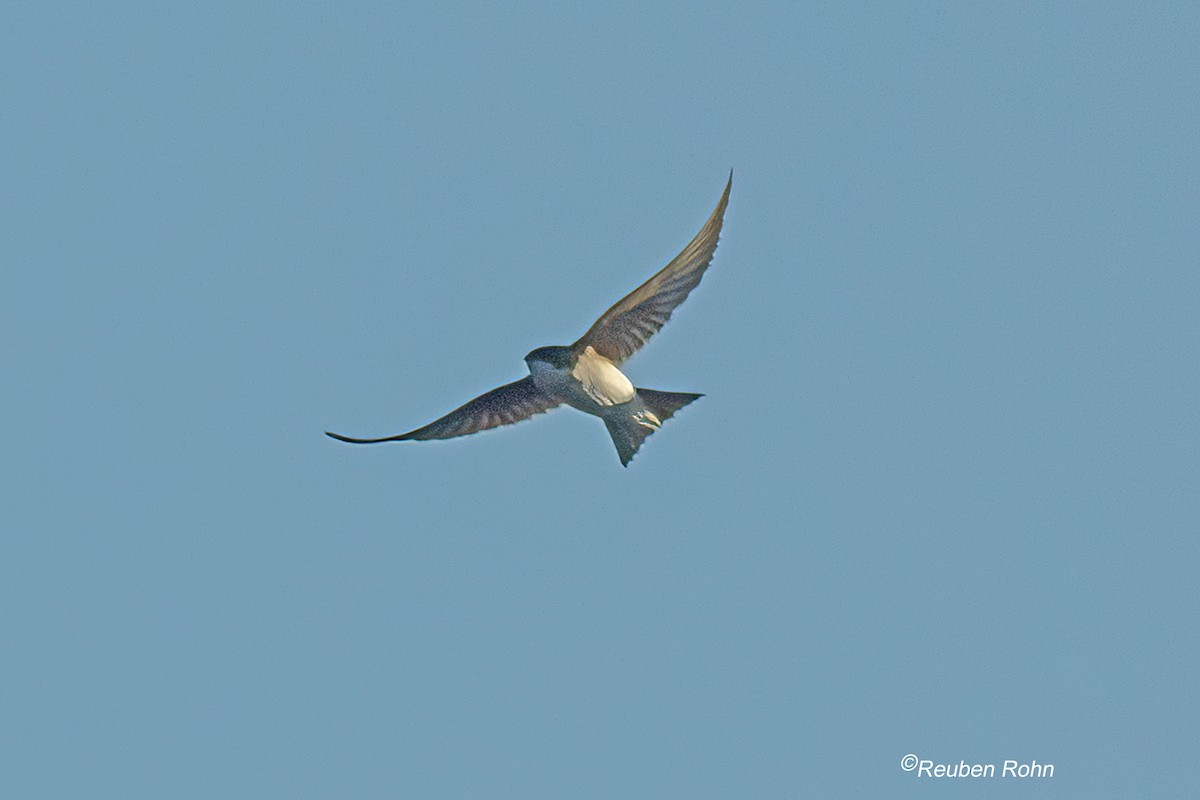 Tree Swallow - ML646091236