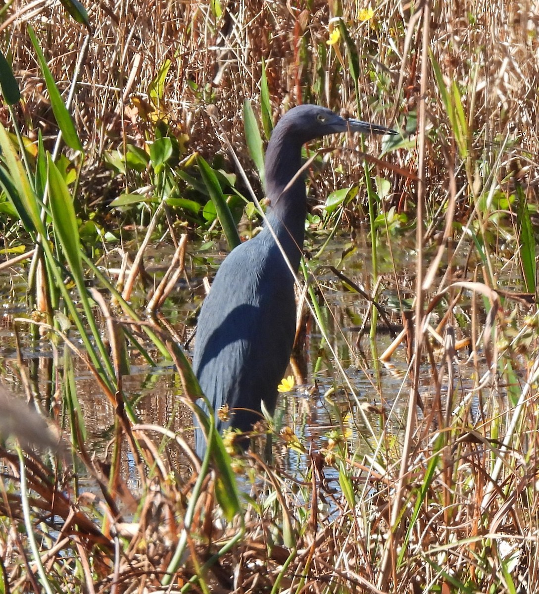 Little Blue Heron - ML646091237