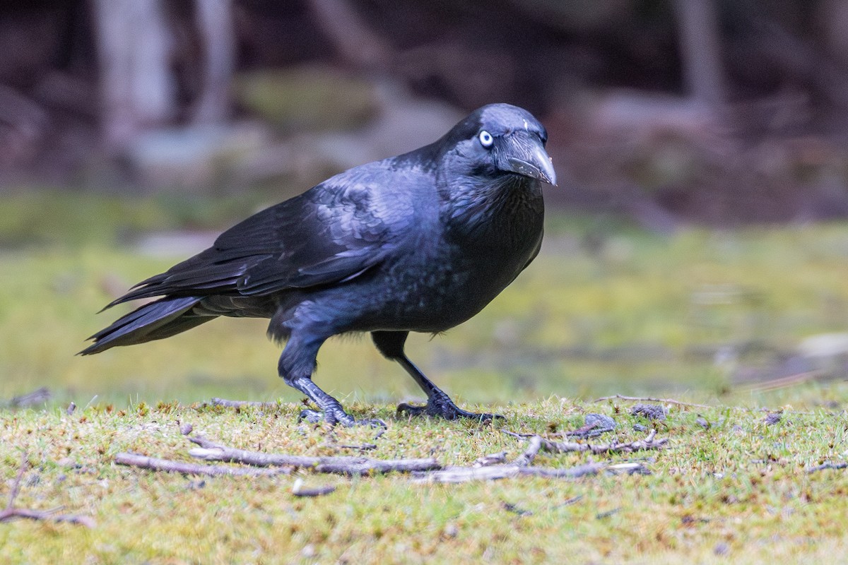 Forest Raven - ML646091240