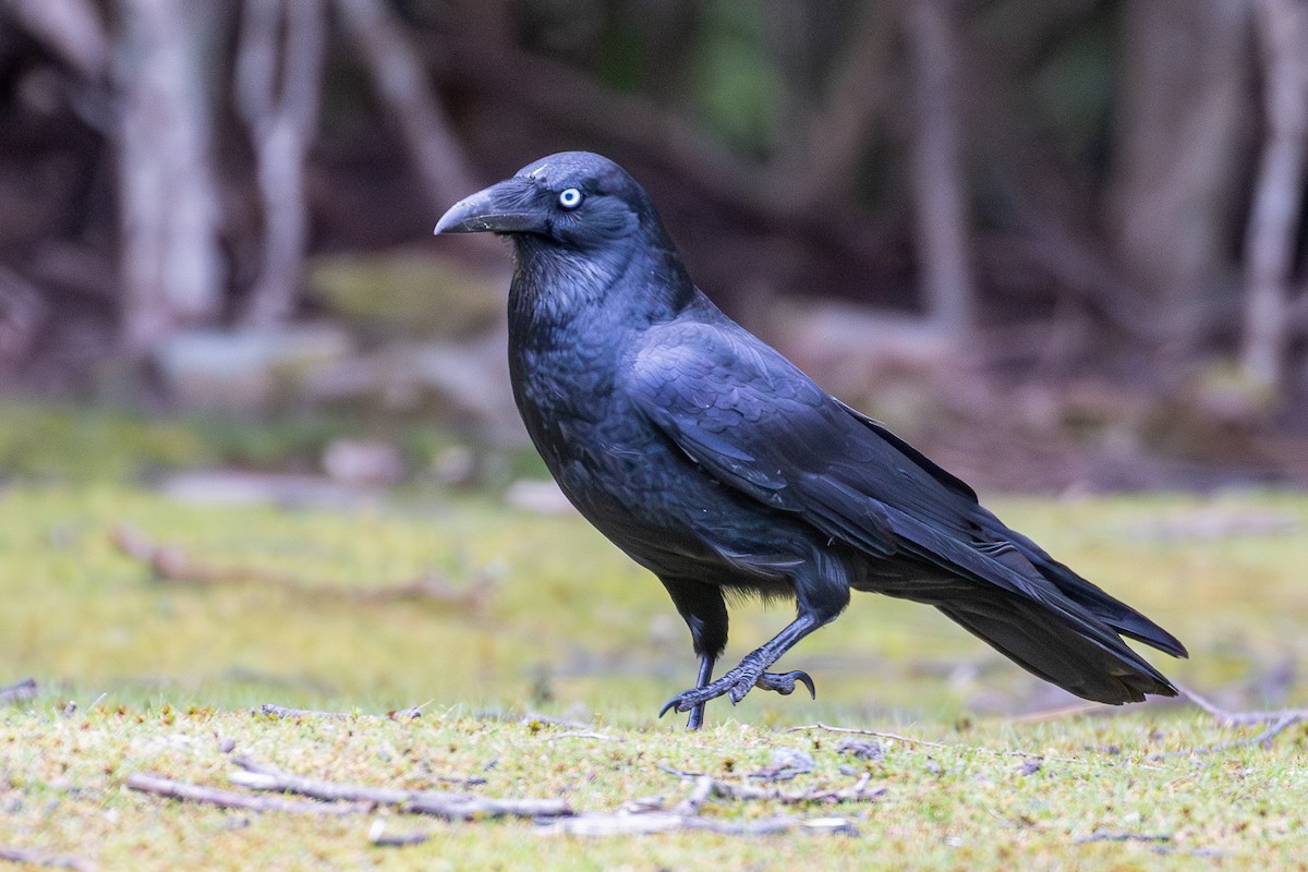 Forest Raven - ML646091241