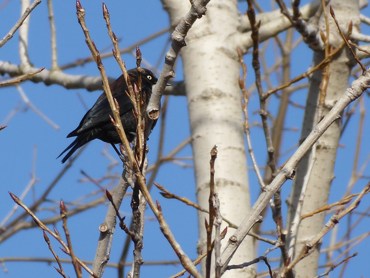 Rusty Blackbird - ML646091242