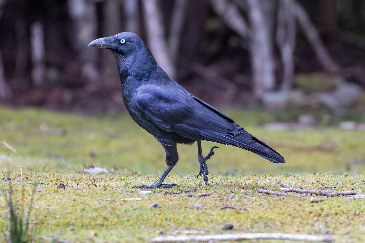 Forest Raven - ML646091243