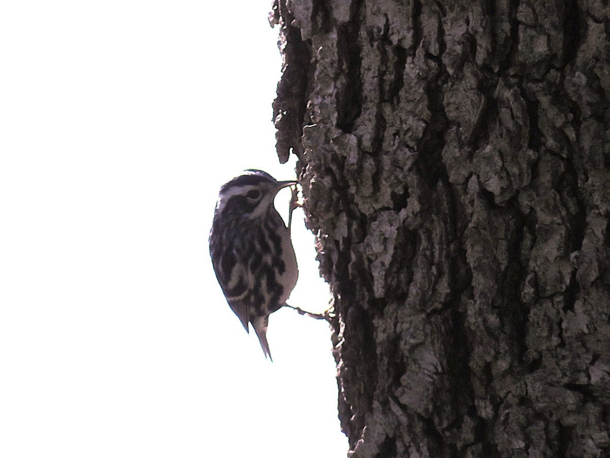 Black-and-white Warbler - ML646091247