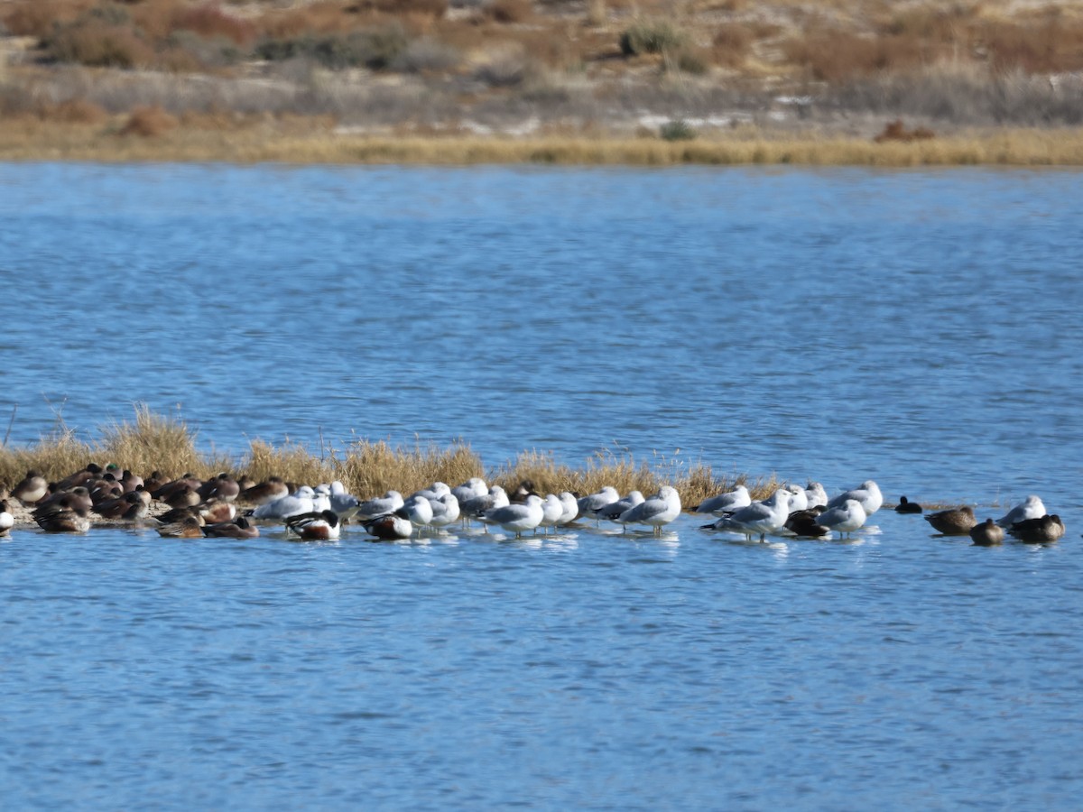 Gavina americana - ML646091252