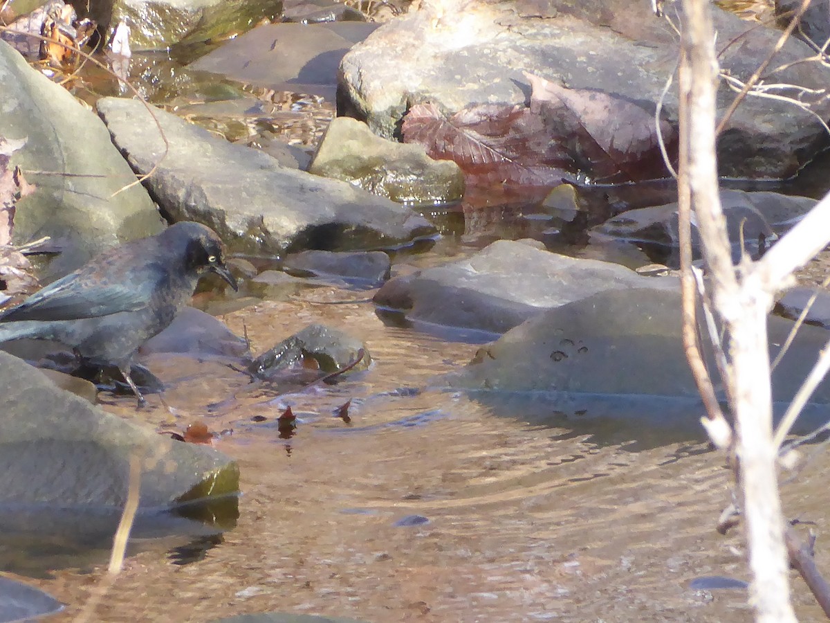 Rusty Blackbird - ML646091254