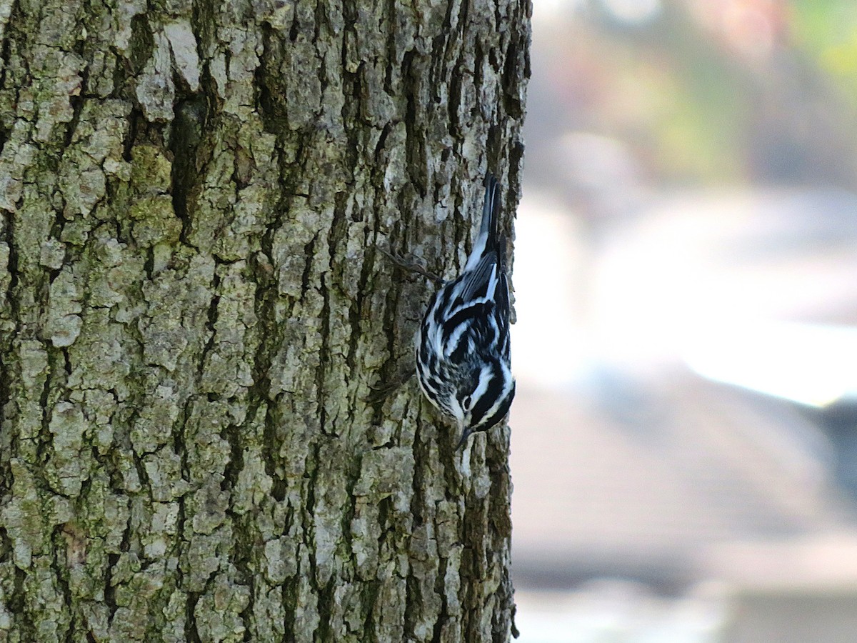 Black-and-white Warbler - ML646091255