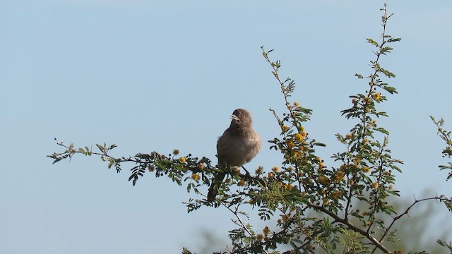 Bendire's Thrasher - ML646091267