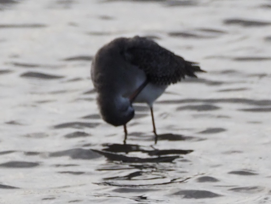 Bar-tailed Godwit - ML646091270