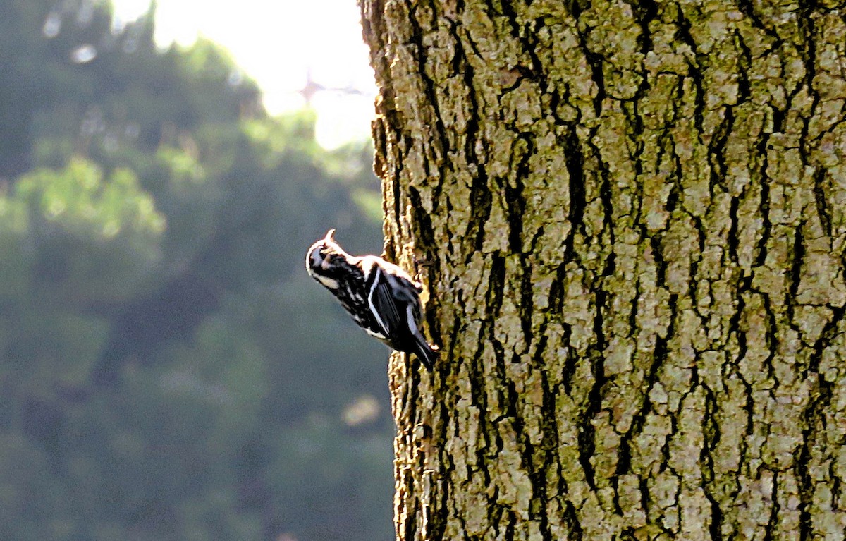 Black-and-white Warbler - ML646091271