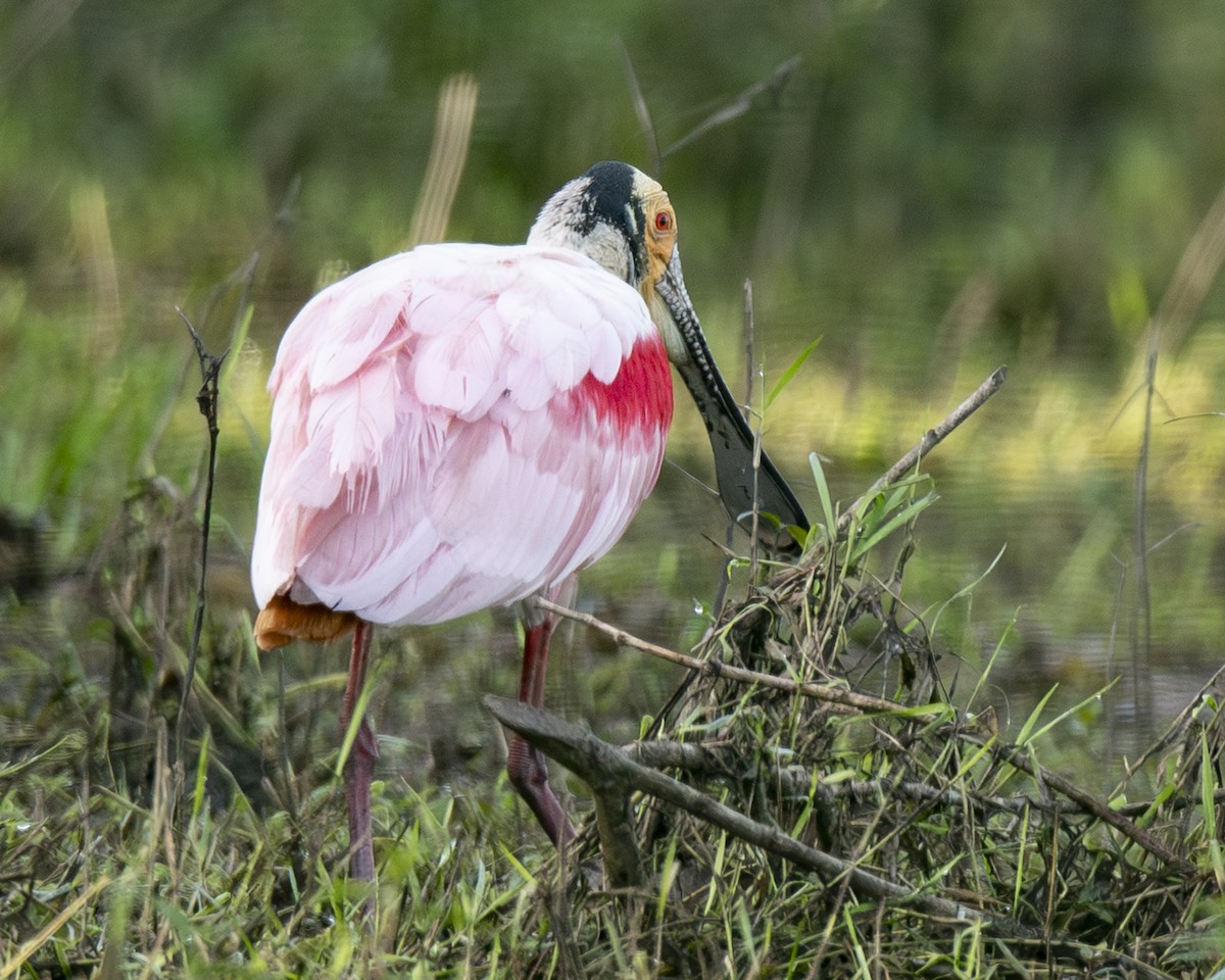 Косар рожевий - ML646091273