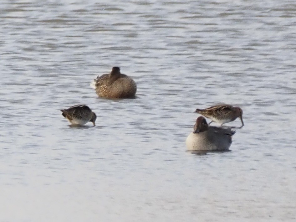 Suçulluğu - ML646091274