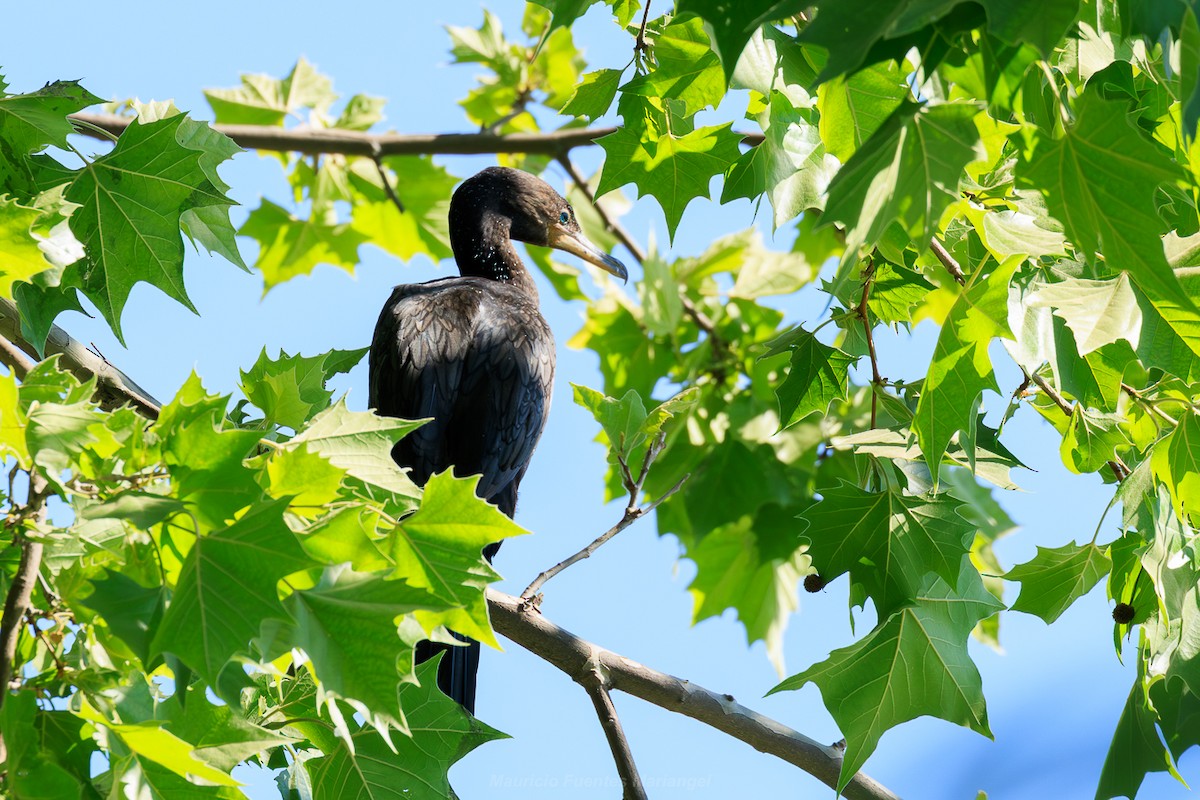 Neotropic Cormorant - ML646091275