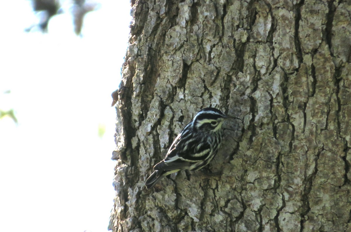 Black-and-white Warbler - ML646091277