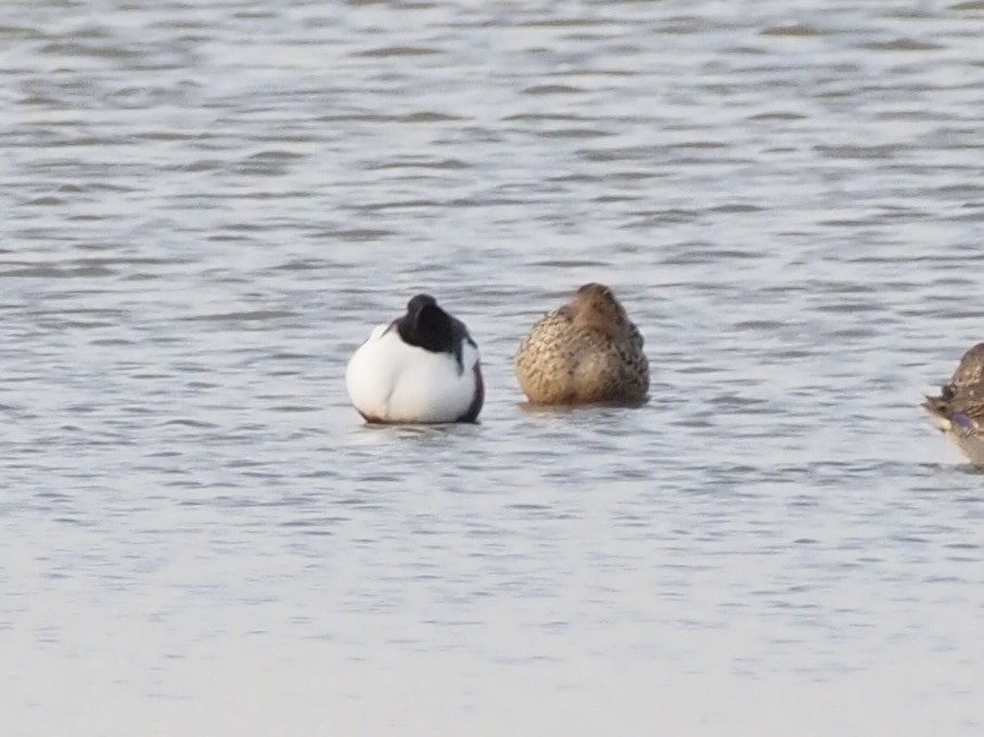 Kaşıkgaga - ML646091298