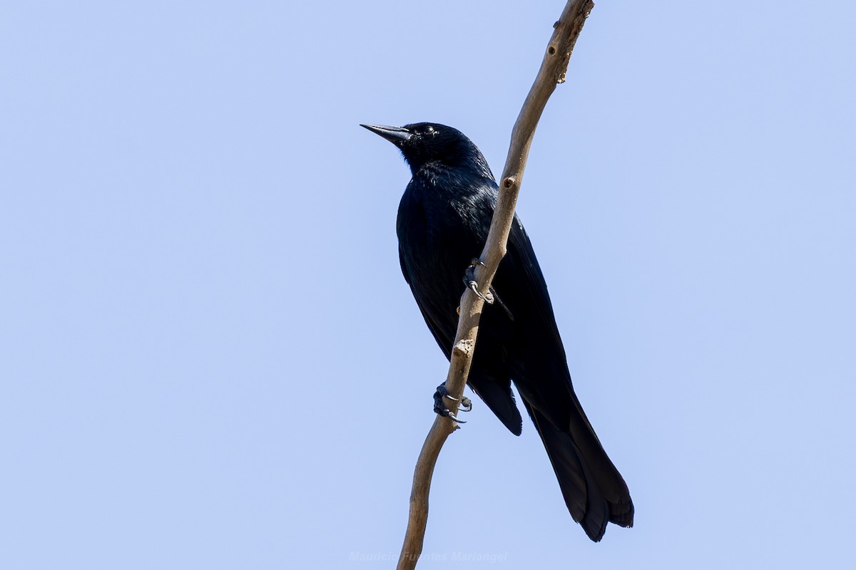 Austral Blackbird - ML646091300