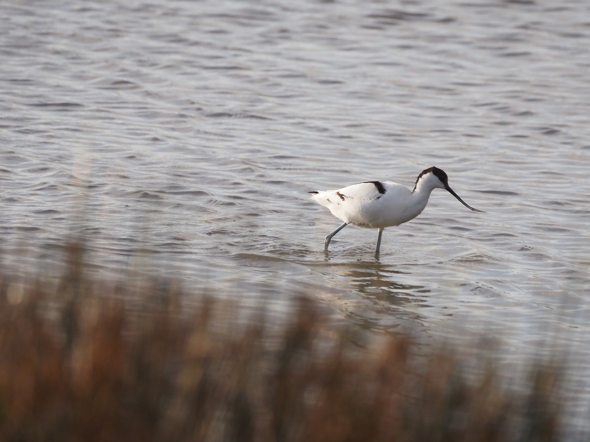 Kılıçgaga - ML646091306