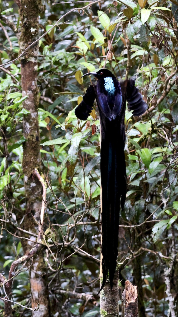 Black Sicklebill - ML646091307