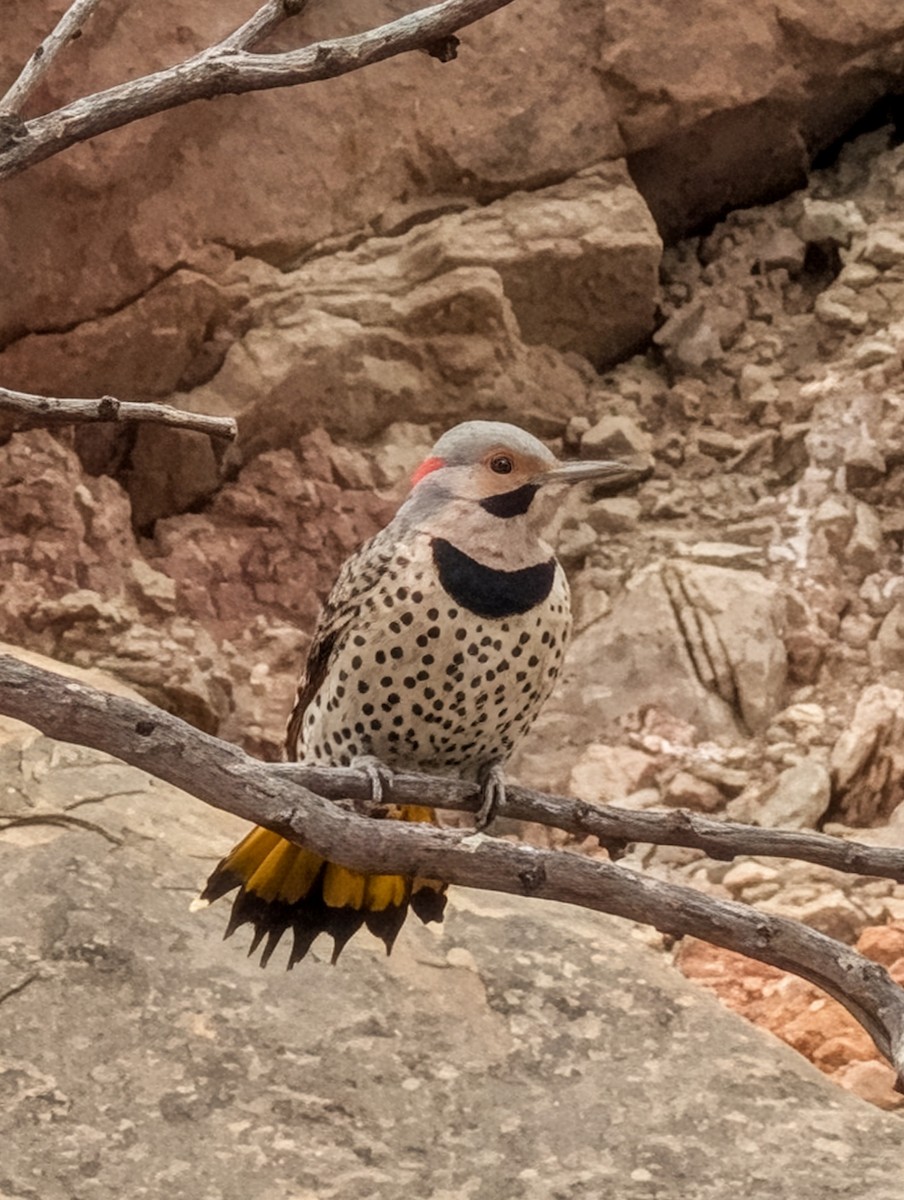 gullspett (auratus/luteus) - ML646091328