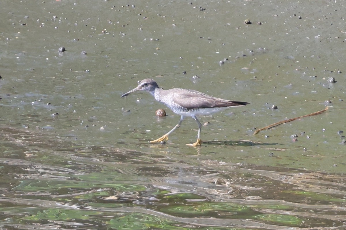 黃足鷸 - ML646091332