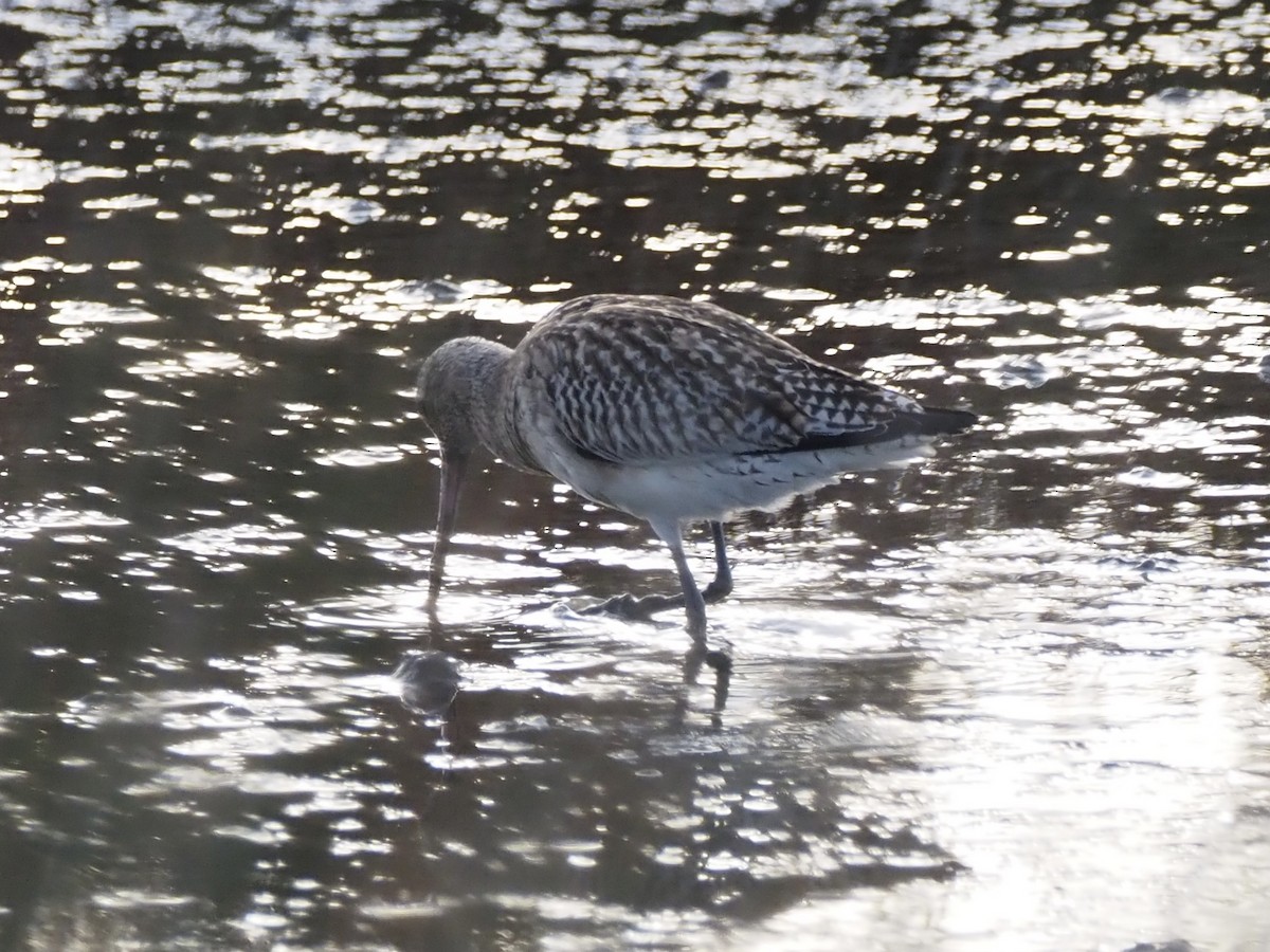 Kıyı Çamurçulluğu - ML646091336