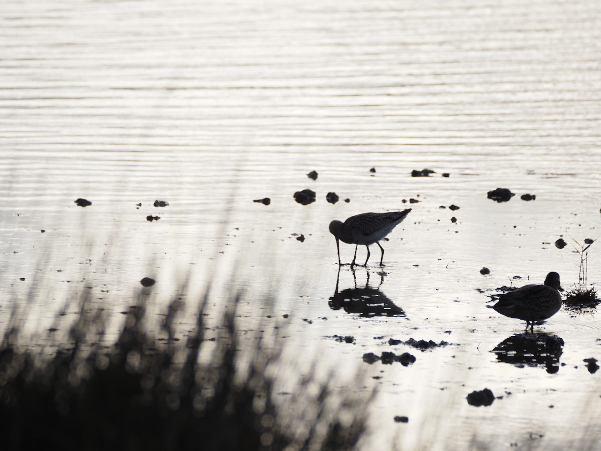 Kıyı Çamurçulluğu - ML646091340