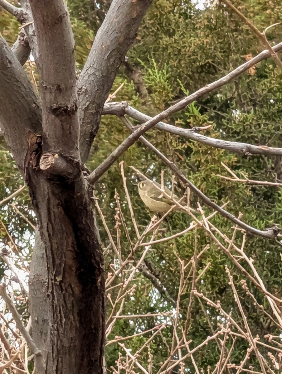 Ruby-crowned Kinglet - ML646091341