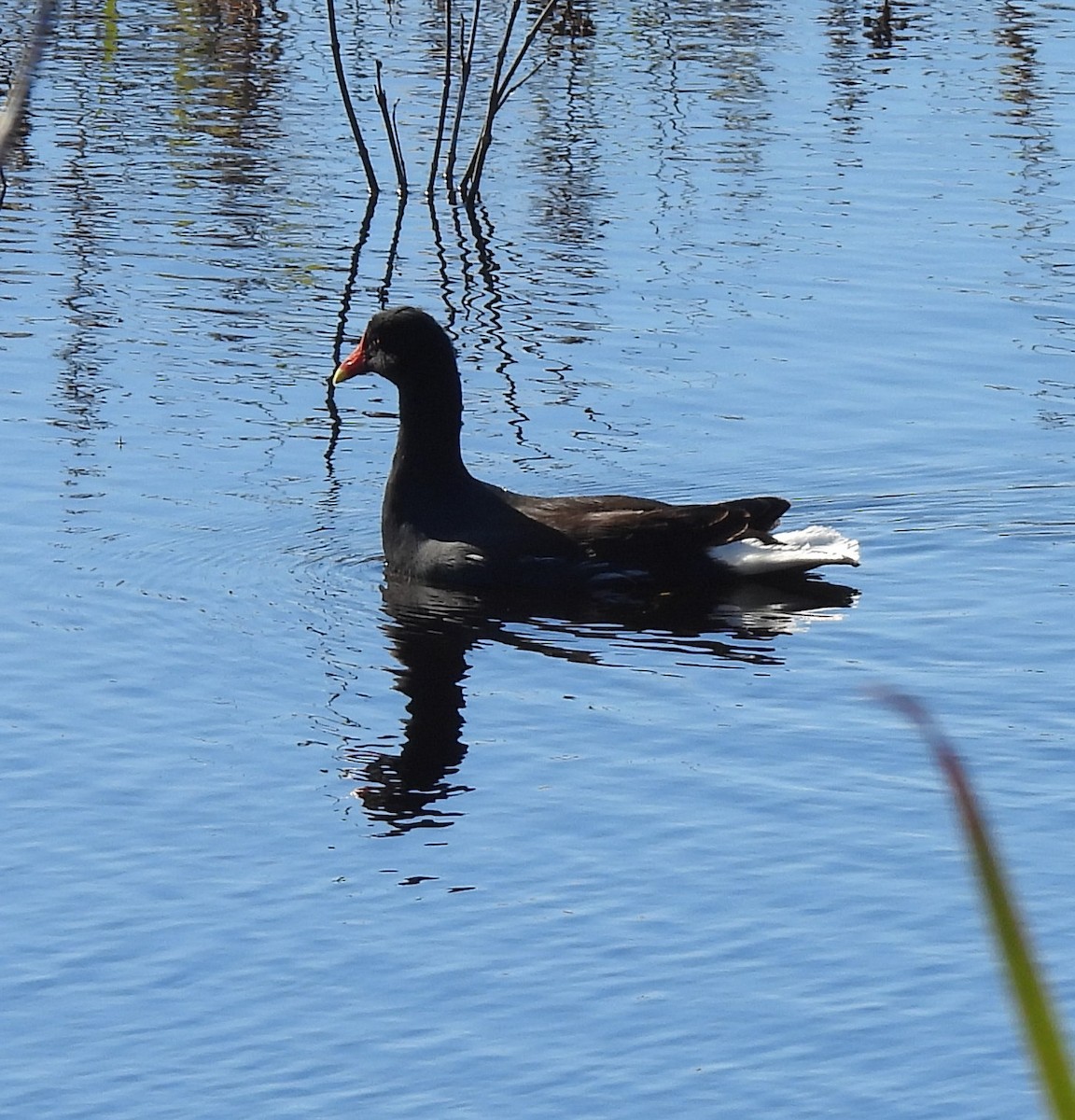 Gallinule d'Amérique - ML646091346