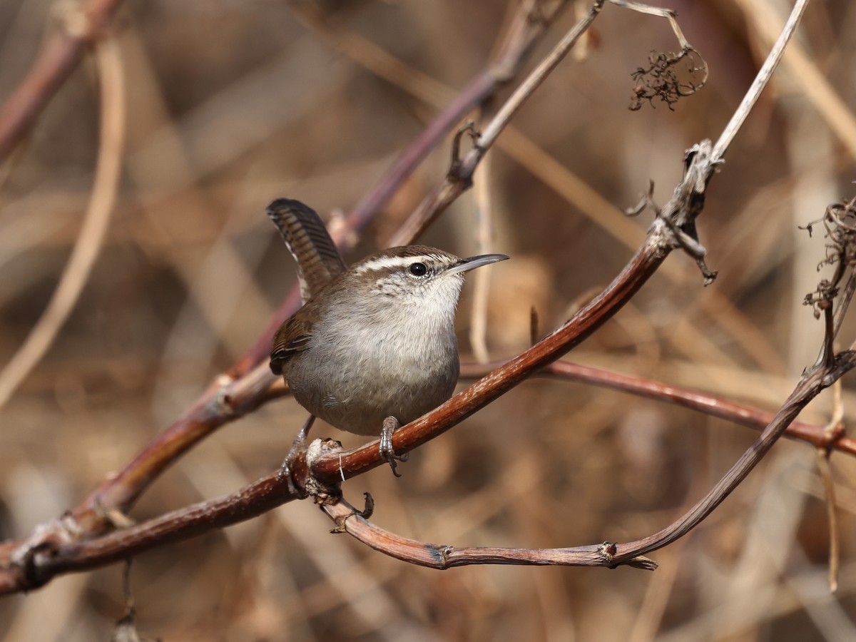 Bewick's Wren - ML646091348