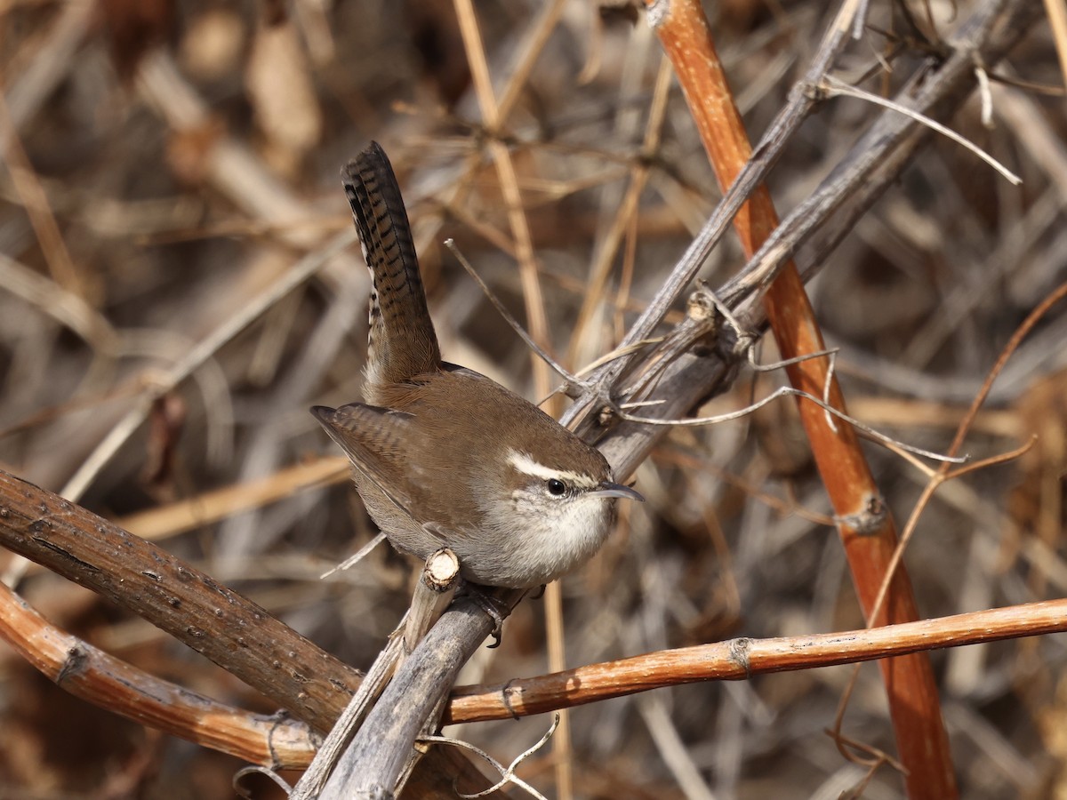 Bewick's Wren - ML646091349
