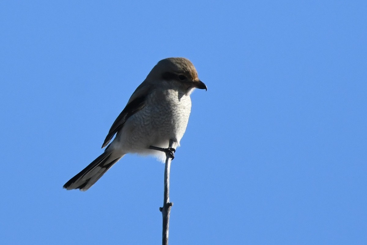 ťuhýk severní - ML646091350