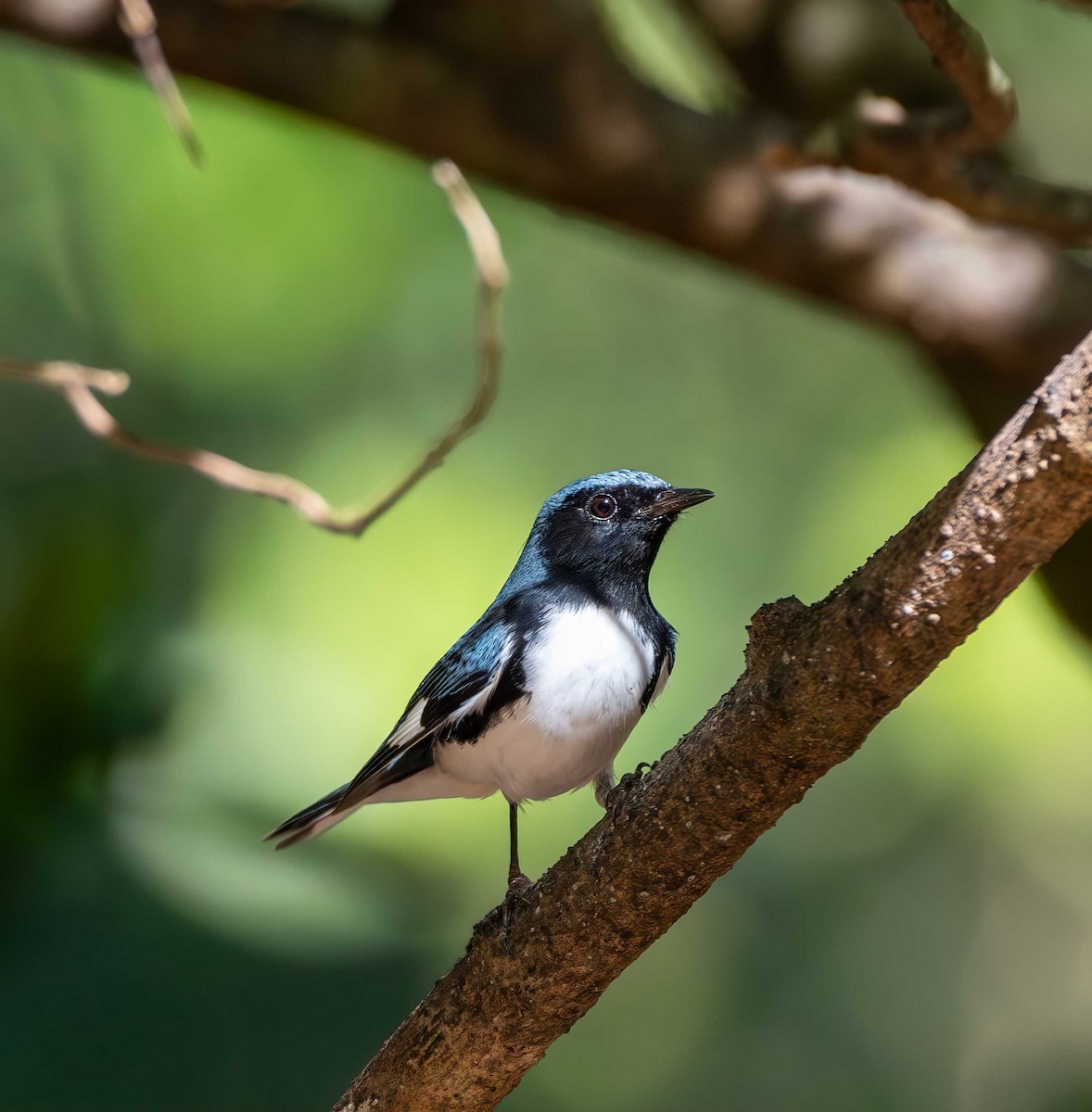 Пісняр-лісовик сизий - ML646091354