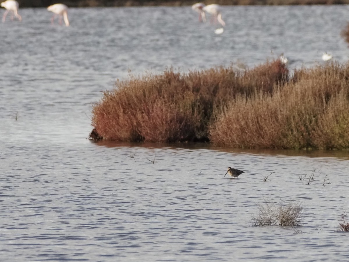 Suçulluğu - ML646091360