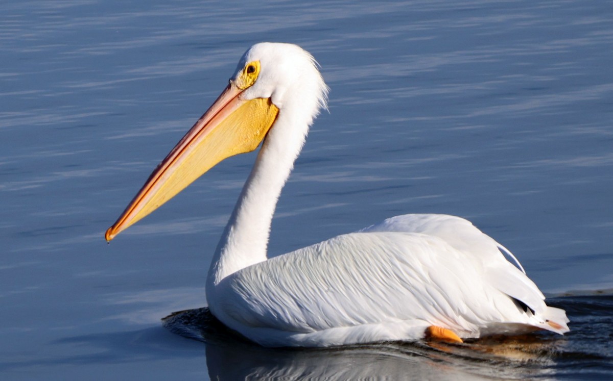 American White Pelican - ML646091361