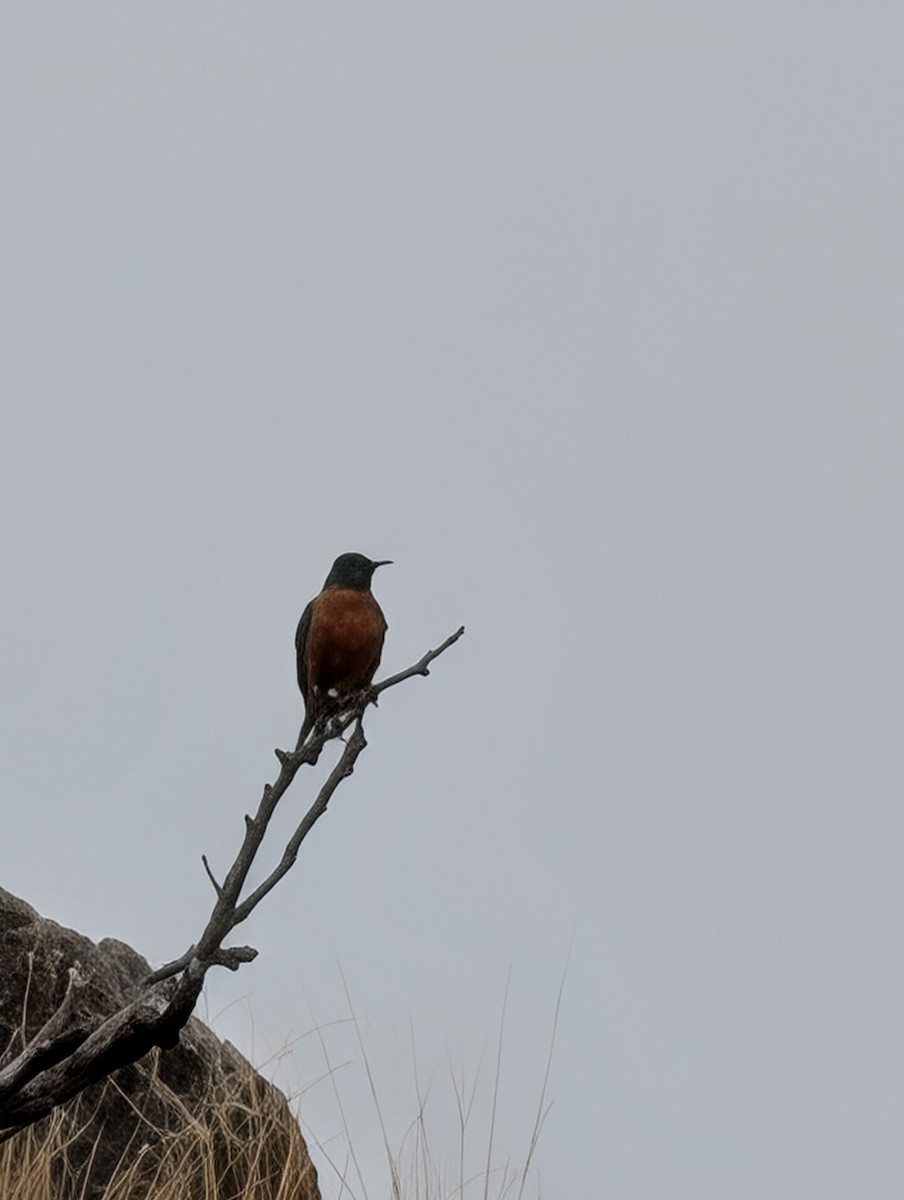 コマツグミ - ML646091377