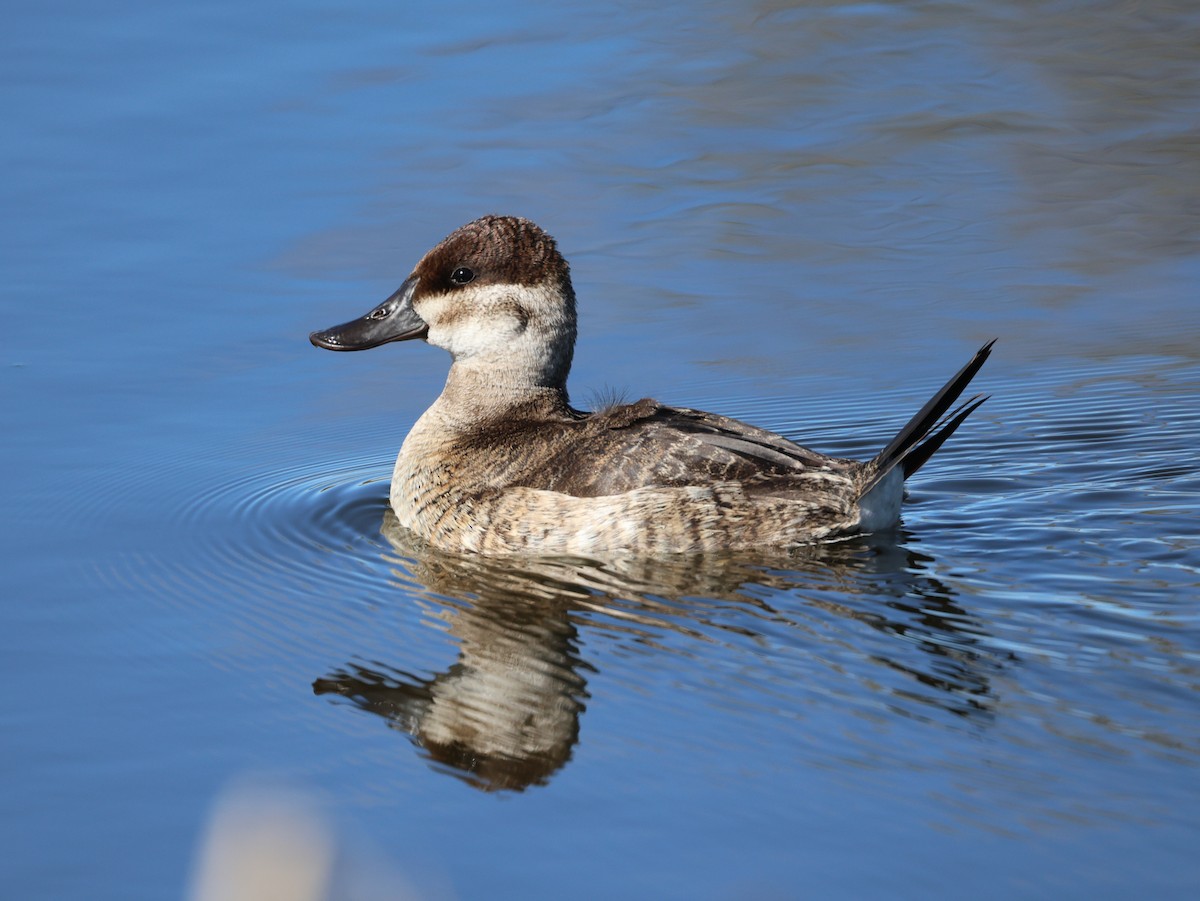 Gobbo della Giamaica - ML646091378