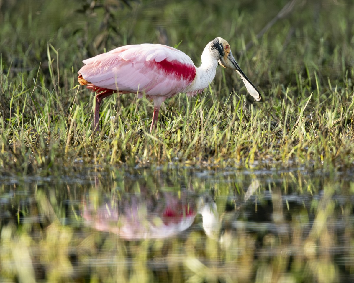 Косар рожевий - ML646091379