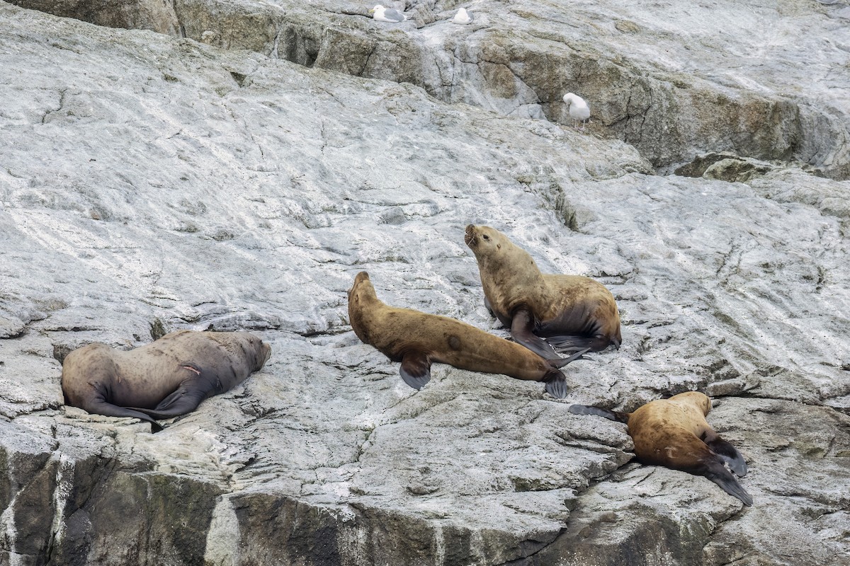 Steller Sea Lion - ML646091380