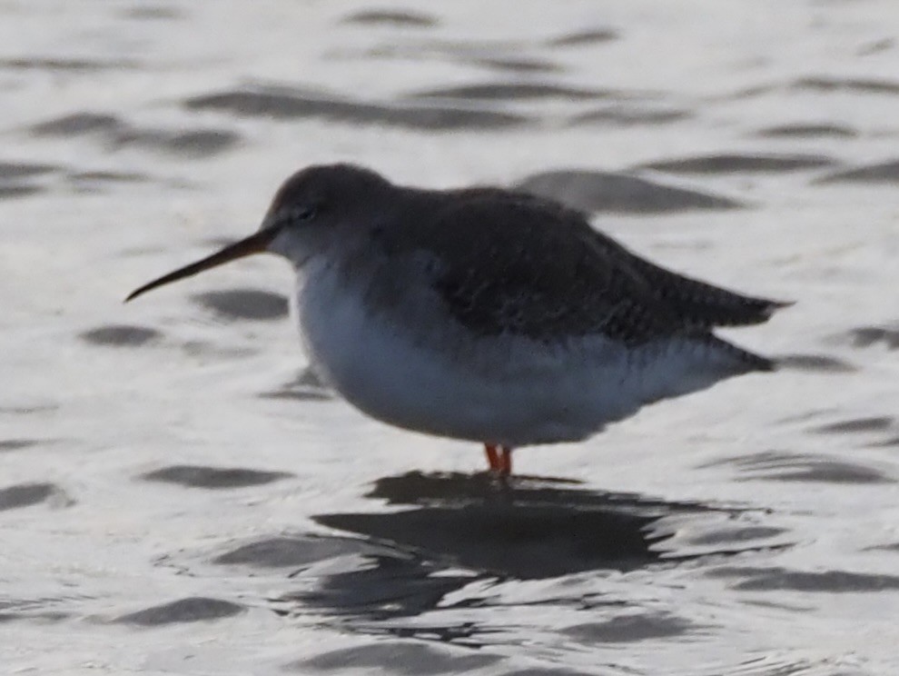 Kara Kızılbacak - ML646091387