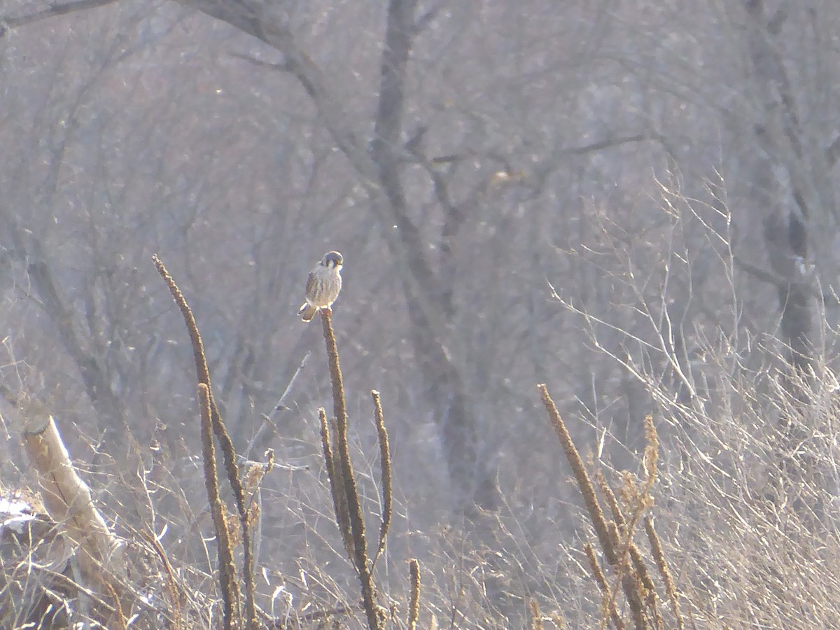 American Kestrel - ML646091395