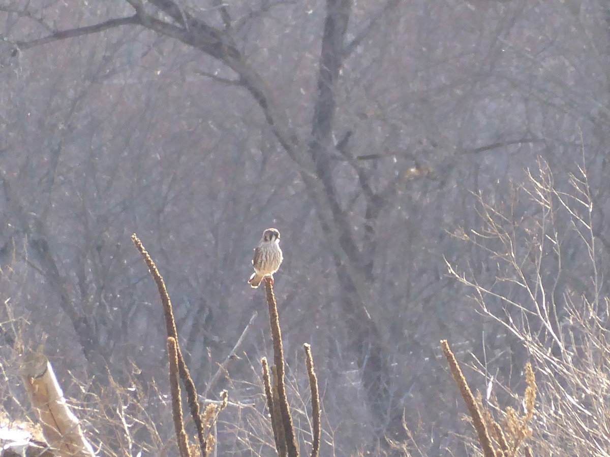 American Kestrel - ML646091404