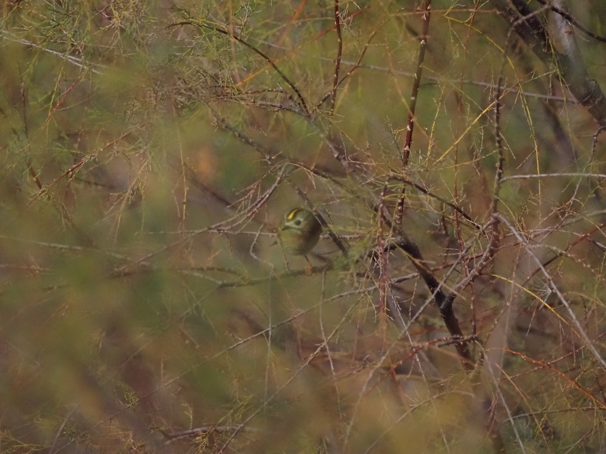 Sürmeli Çalıkuşu - ML646091408