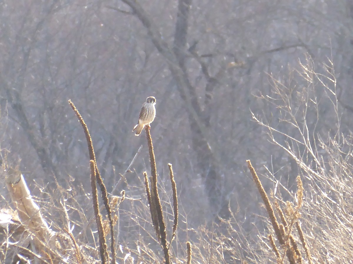 American Kestrel - ML646091413