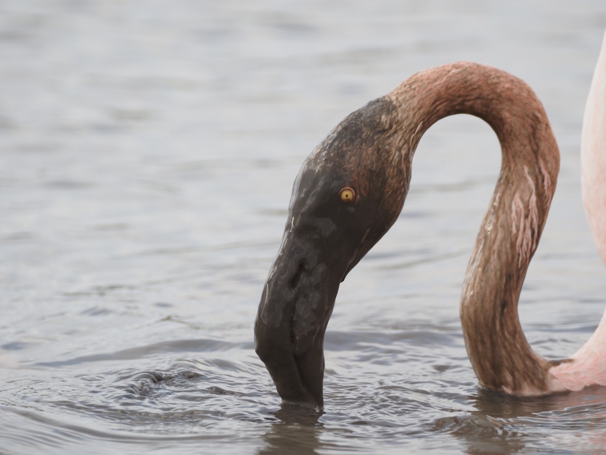 Flamingo - ML646091421