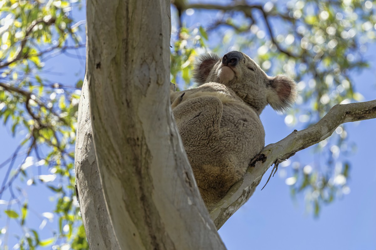 Koala - ML646091422