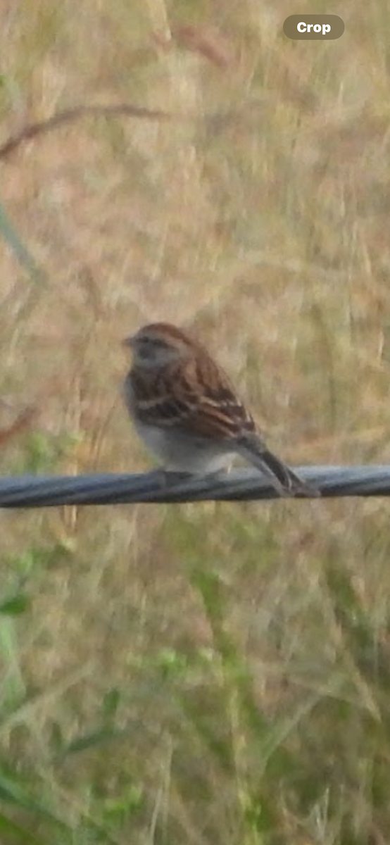 Chipping Sparrow - ML646091425