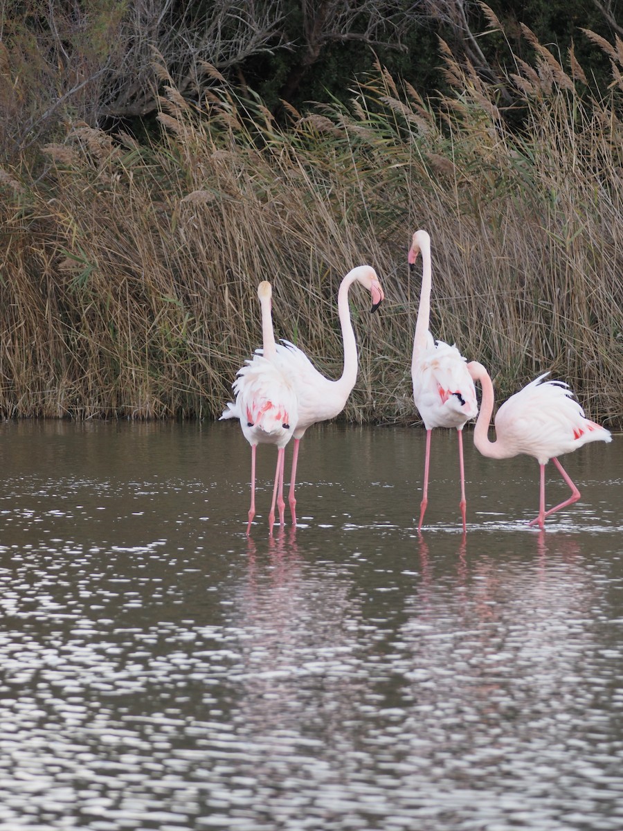 Flamingo - ML646091426