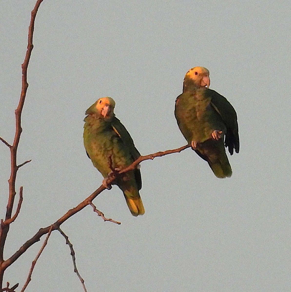 Gelbkopfamazone - ML646091427