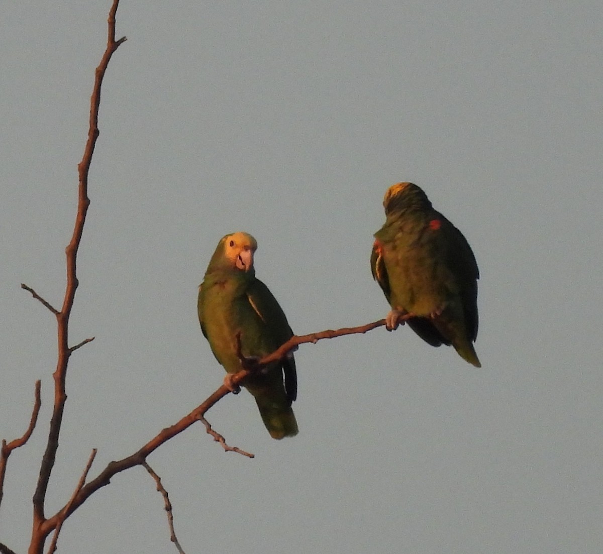 Gelbkopfamazone - ML646091428